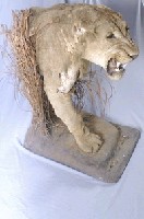 Lion Collection Image, Figure 5, Total 14 Figures